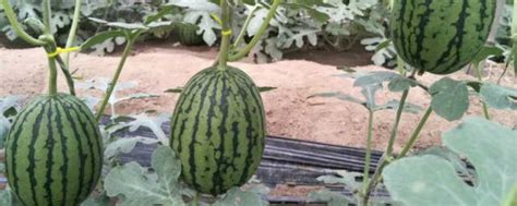 西瓜籽怎么种植西瓜 西瓜籽种植的方法_知秀网