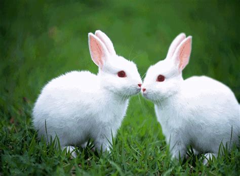 复活节兔子,人的耳朵,彩色背景摄影素材,汇图网www.huitu.com