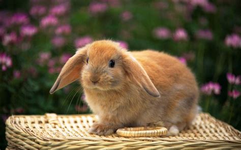 好听又可爱的兔子名字，宠物兔子叫什么名字好-测名网