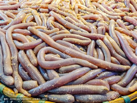 2020沙虫多少钱一斤？沙虫养殖前景及优势分析 - 惠农网