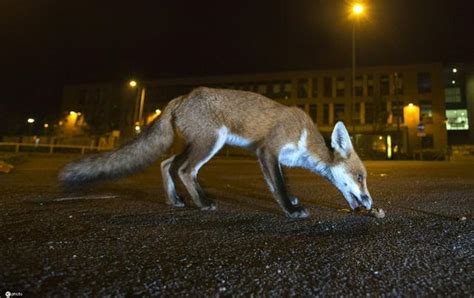 英国伦敦醉汉宿醉街头 翌日醒来发现小狐狸紧咬自己裤管 - 神秘的地球 科学|自然|地理|探索