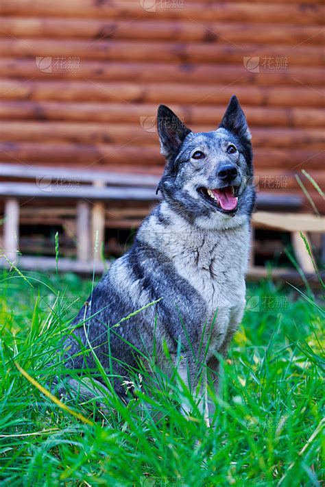 三种莱卡犬中最大的是东西伯利亚莱卡犬_[标签:标题1]