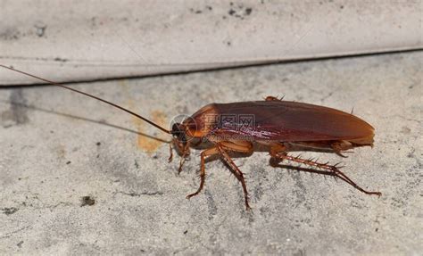 美国蟑螂Periplanetaamericana在建筑物外部觅食这些昆虫是常见的害虫高清图片下载-正版图片506656095-摄图网