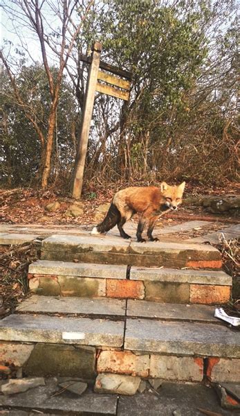 狐神庙前拍到两只狐狸正在打架，网友表示从没见那么胖的狐狸！|狐|狐狸_新浪新闻