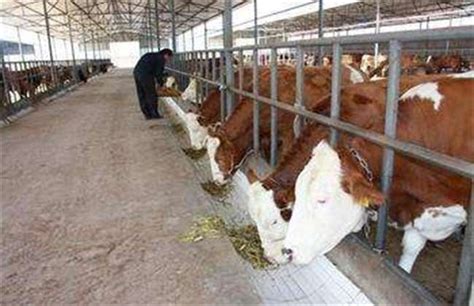 发展现代化畜牧业，农垦山河农场推进奶牛养殖机械化进程