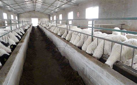 圈养羊什么品种好，附圈养羊不成功的原因 - 农敢网