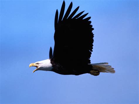 世界上最大的鹰, 长达8米, 天空中无敌!