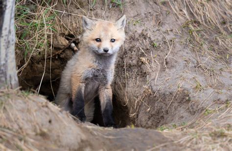 野外的红狐狸高清图片下载-正版图片504203745-摄图网
