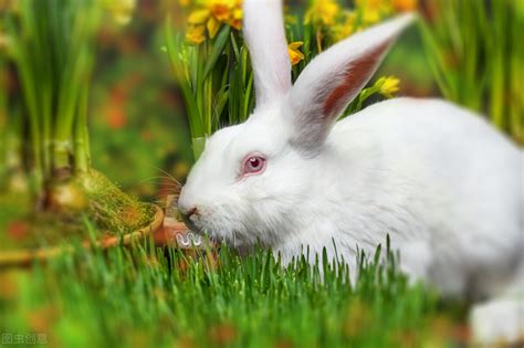 兔子怎么养才能长得快 - 运富春