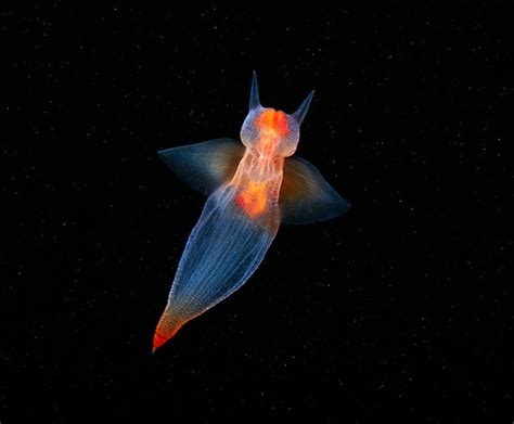 神奇海洋生物|最美味的居然是TA | 潜客假期 ChinaDiver