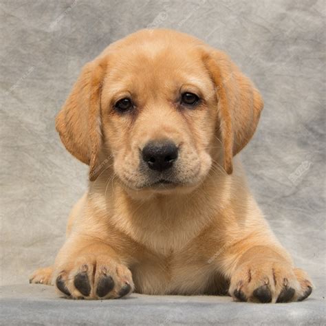 纯种拉布拉多犬幼犬狗狗出售 宠物拉布拉多犬可支付宝交易 拉布拉多犬 /编号10106700 - 宝贝它