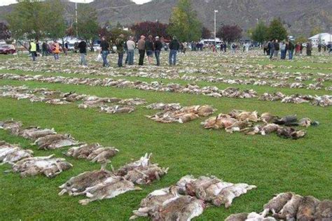 澳大利亚兔子泛滥成灾，破坏草场，100亿只兔子真的灭不完|兽类|生物|澳大利亚_新浪新闻