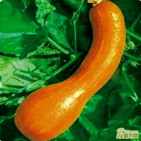 蔬菜南瓜图片-彩色南瓜在市场上素材-高清图片-摄影照片-寻图免费打包下载