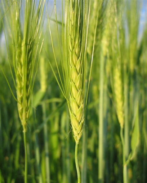 大麦如何种植呢 应该怎么养护-花海建设-长景园林网