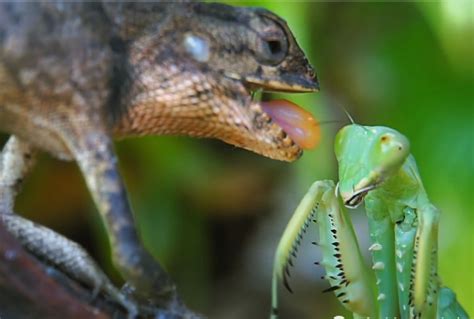 摄影师野外无意拍到螳螂大战蜥蜴，结局让人尴尬|螳螂|蜥蜴|螳_新浪新闻