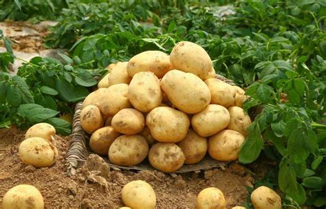 土豆的营养价值与经济价值