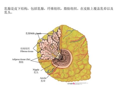 乳腺解剖图图片