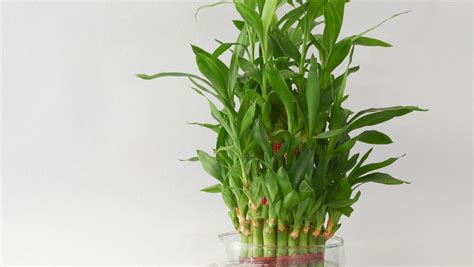 水养富贵竹养殖方法（做好简单三个步骤养得枝繁叶茂） – 碳资讯