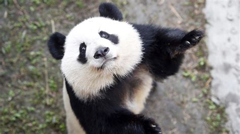 追踪野生大熊猫 | 中国国家地理网
