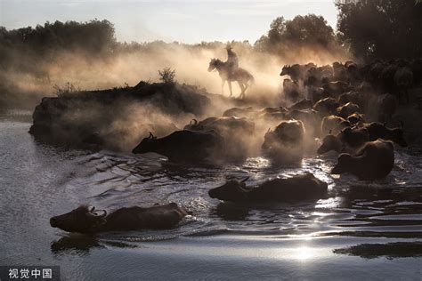 视觉 _ 不一样的“牛”图，土耳其摄影师竟将牛群饮水拍成了油画