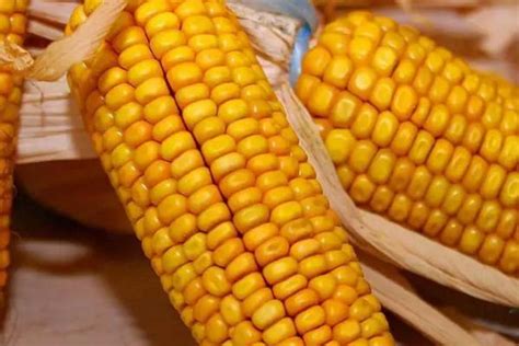 沃玉111玉米种简介，适合哪里种植，产量如何 - 农村网