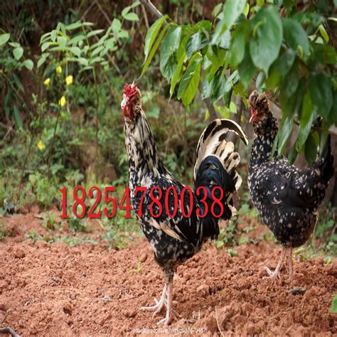 农家养殖大体型婆罗门鸡肉鸡 腹脂率低 好养活