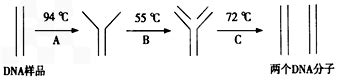 PCR过程中DNA复性所需的温度条件为( ) A.90 ℃以上 B.72 ℃左右 C.80 ℃左右 D.50 ℃左右 题目和参考答案——青夏 ...