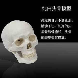 教学模型_人头骨模型1:1人体头颅骨头骨骨骼医用 头骨 - 阿里巴巴