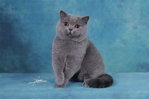 沐米猫舍 104英短纯蓝-性别：公（颜色深）蓝猫|摄影|动物|沐米猫舍 - 原创作品 - 站酷 (ZCOOL)