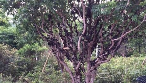 梓树适合北方种植吗-绿宝园林网