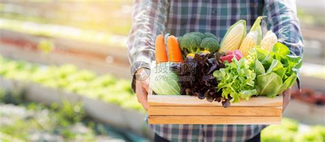 在水栽培农场业种植健康食品和商业概念的篮子中捡起新鲜有机蔬菜园高清图片下载-正版图片307154673-摄图网