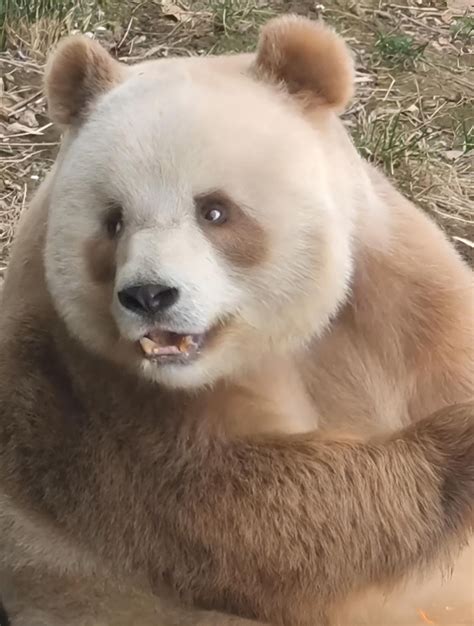 大口仔图片