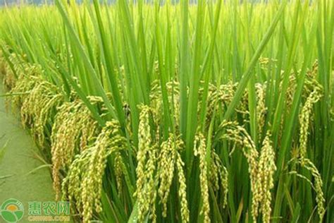 2022高产水稻新品种 - 惠农网