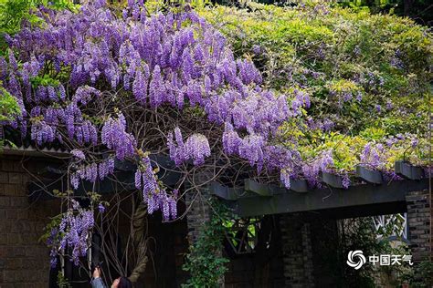 江苏无锡紫藤花迎最佳观赏期 花开如瀑上演紫色浪漫-图片频道