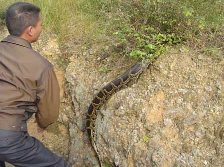 最大的蛇，绿色蟒蛇，吞下一只2英尺高的凯门鳄(最大8.45米) - 随意优惠券