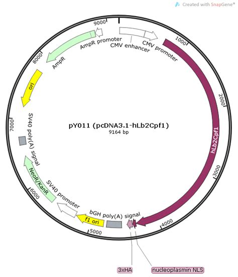 pY011 (pcDNA3.1-hLb2Cpf1)载体_质粒图谱 - 优宝生物