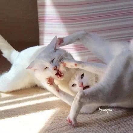 网友拍下两猫打架，场面失控，最后竟使出了这绝招 - 知乎