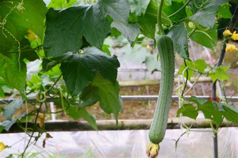 丝瓜种植时间及育苗方法，一年四季均可播种 - 农敢网