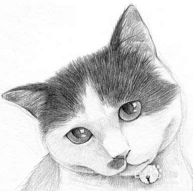 猫的素描头像图片
