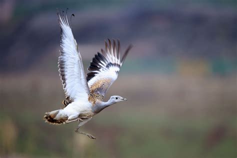 注意！部分传统笼养观赏鸟升级为国家重点保护野生动物