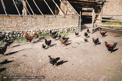 乡村养殖场繁殖的母鸡高清图片下载-正版图片600300910-摄图网