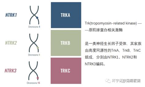 一种用于构建ALK基因融合突变检测文库的方法和试剂盒与流程
