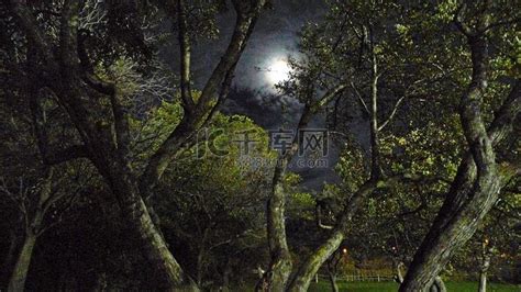 月亮与树,田园田野,自然风景,摄影,汇图网www.huitu.com