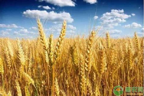 2022年8月小麦市场供需及价格走势预测分析：国内小麦价格持平略涨-中商情报网