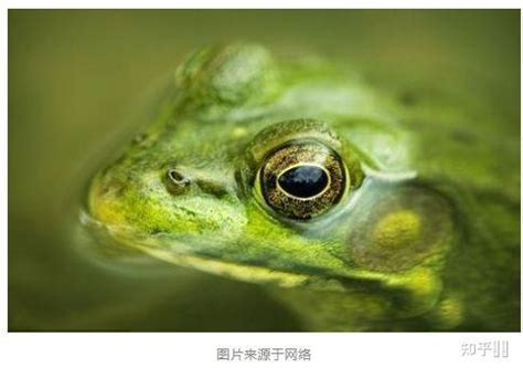 电子蛙眼的作用是什么 - 业百科