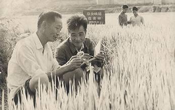 袁隆平先生去世，中国失去了那一粒宝贵的粮食|论文|杂交水稻|袁隆平_新浪新闻