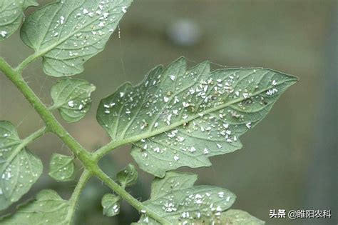 这个新配方专治蚜虫、蓟马、白粉虱等害虫，当天见效能管24天_防治_杀虫剂_悬浮剂