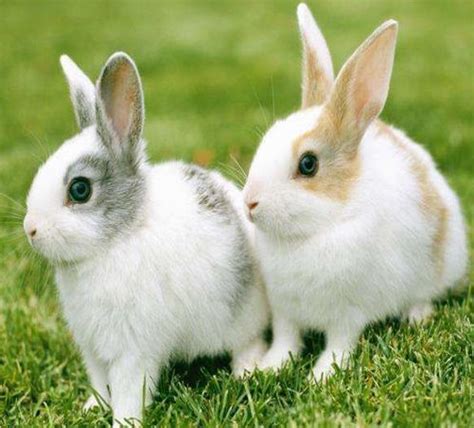 属兔人一生克谁 属兔最苦的是在什么年龄_婚庆知识_婚庆百科_齐家网