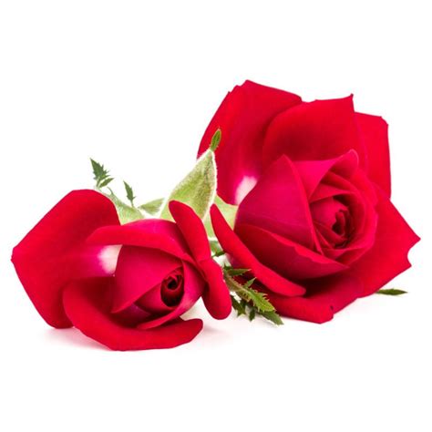 玫瑰花图片-一朵带着绿色叶子的玫瑰花素材-高清图片-摄影照片-寻图免费打包下载