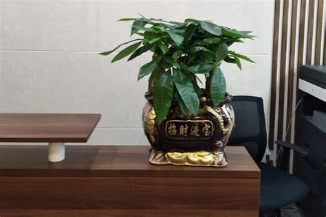 永川可靠的植物出租价格-重庆市宜娇园林有限公司
